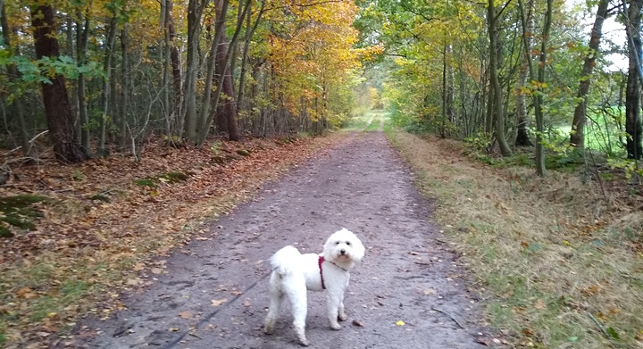 A picture of a dog in an Autumn forest